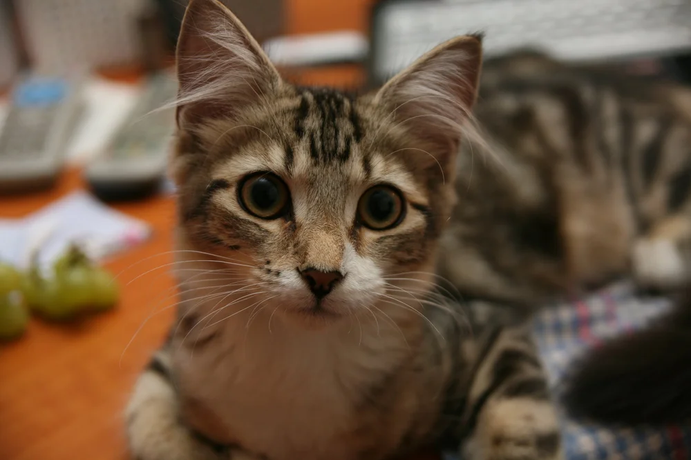 Close-up of a tabby cat with large eyes, lying on a surface with a blurred background of objects like a phone and grapes.