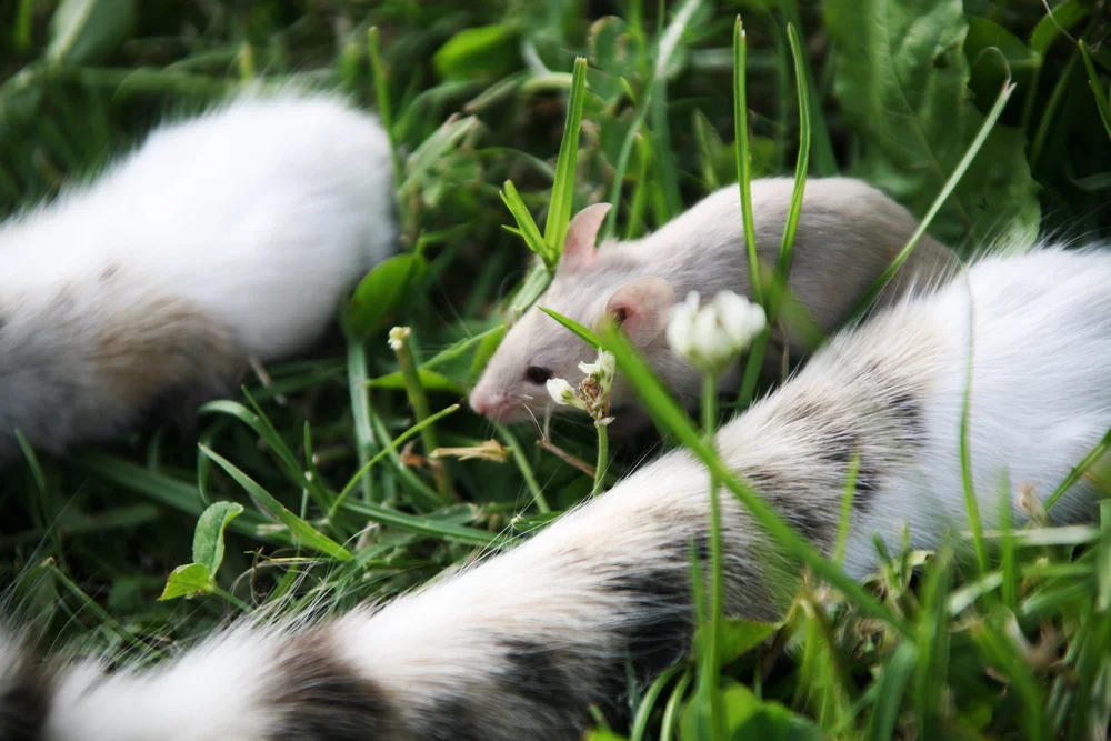 mouse in grass with animal fur