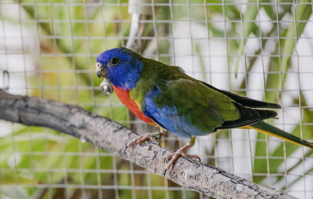 A colourful parrot in its habitat