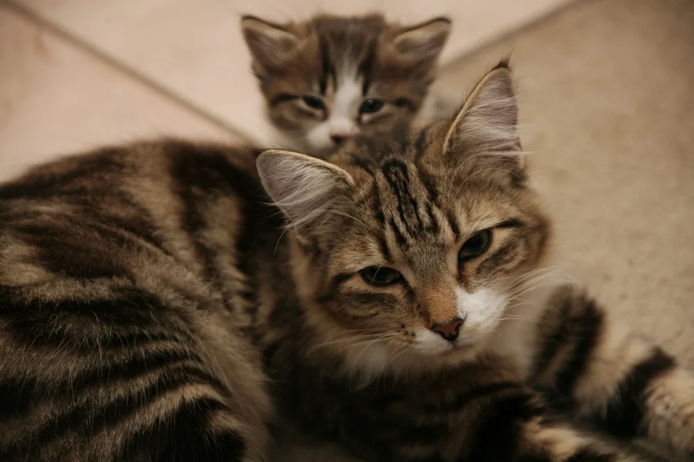 Close-up of a tabby cat and kitten, both with striped fur, lying on a soft surface.