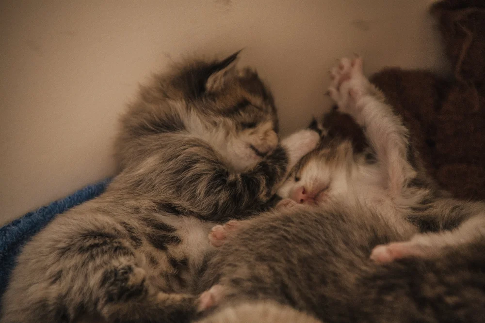Two sleeping kittens cuddling together, one with a paw up.