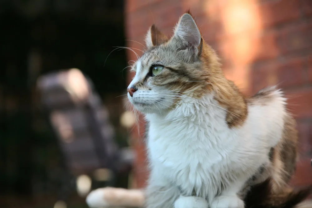 Fluffy tabby cat sitting outdoors, looking to the side, with a blurred brick background.