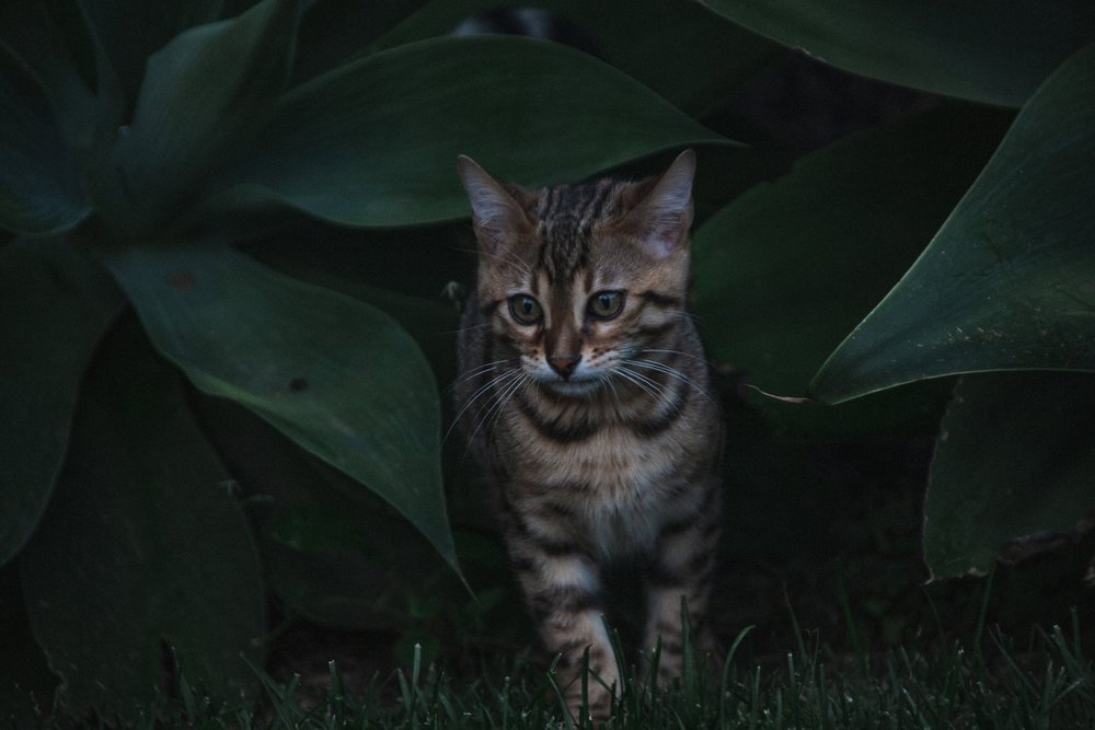 Bengal cat hidden among large green leaves.