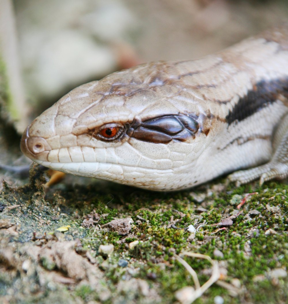 A close view of a lizard