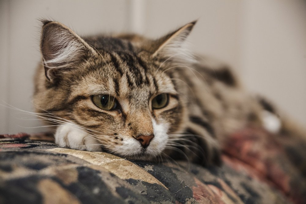 Close-up of a tabby cat lying down on a patterned surface, looking relaxed and attentive.