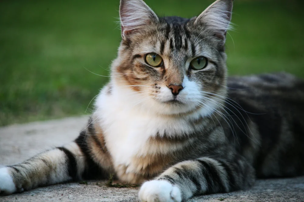 Tabby cat lying on the ground, green background.