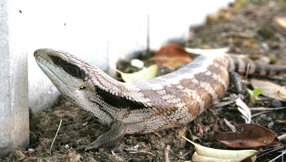 Blue-tongued skink on the ground near vegetation