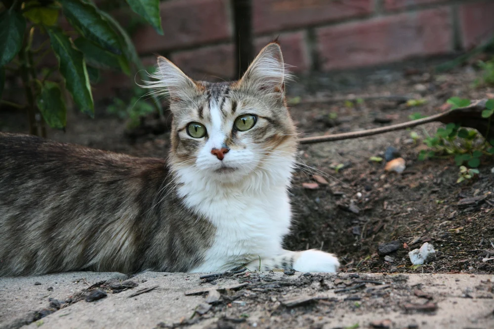 Close-up of a domestic tabby cat with white and grey fur lying outdoors on soil.