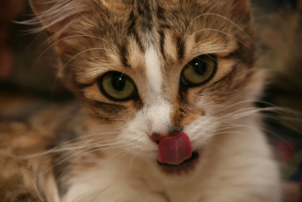 Close-up of a tabby cat licking its nose.