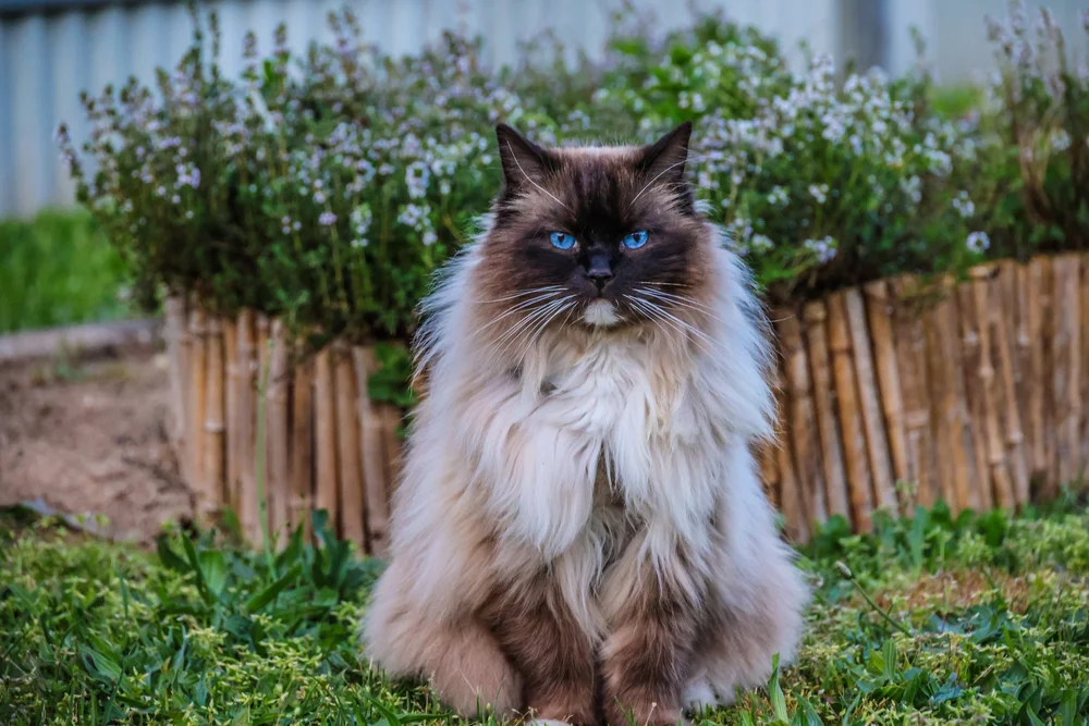 Coco Soota, a blue-eyed Ragdoll, sitting in a flowering garden.