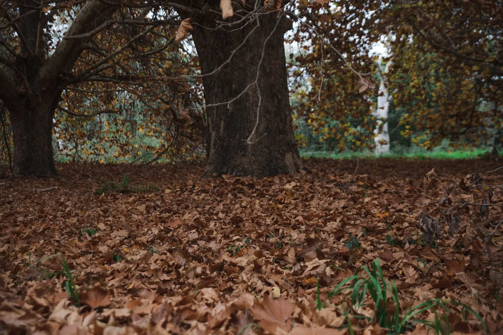 Autumn scene with trees and fallen leaves on the ground