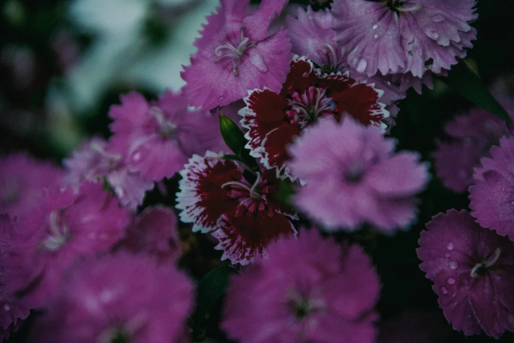 Close-up of purple and dark red dianthus flowers with jagged petals.