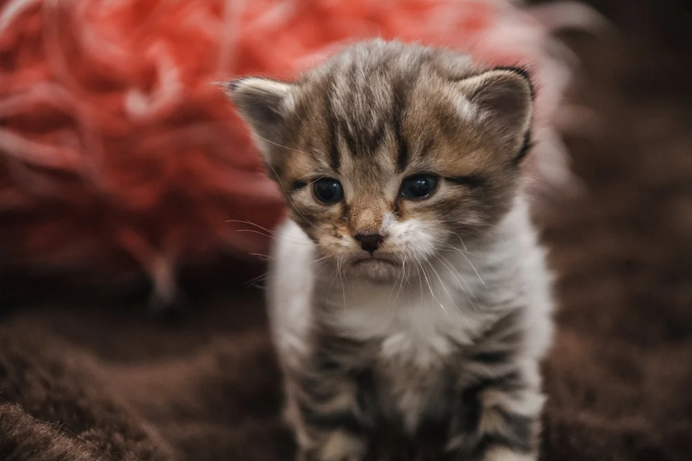 Close-up of a cute kitten with a fluffy coat and blue eyes on a brown background.