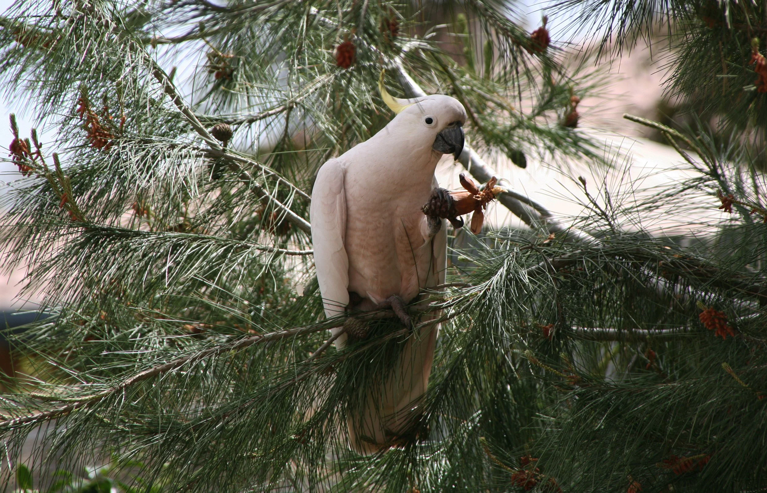 cocky 010 copy NEW.jpg