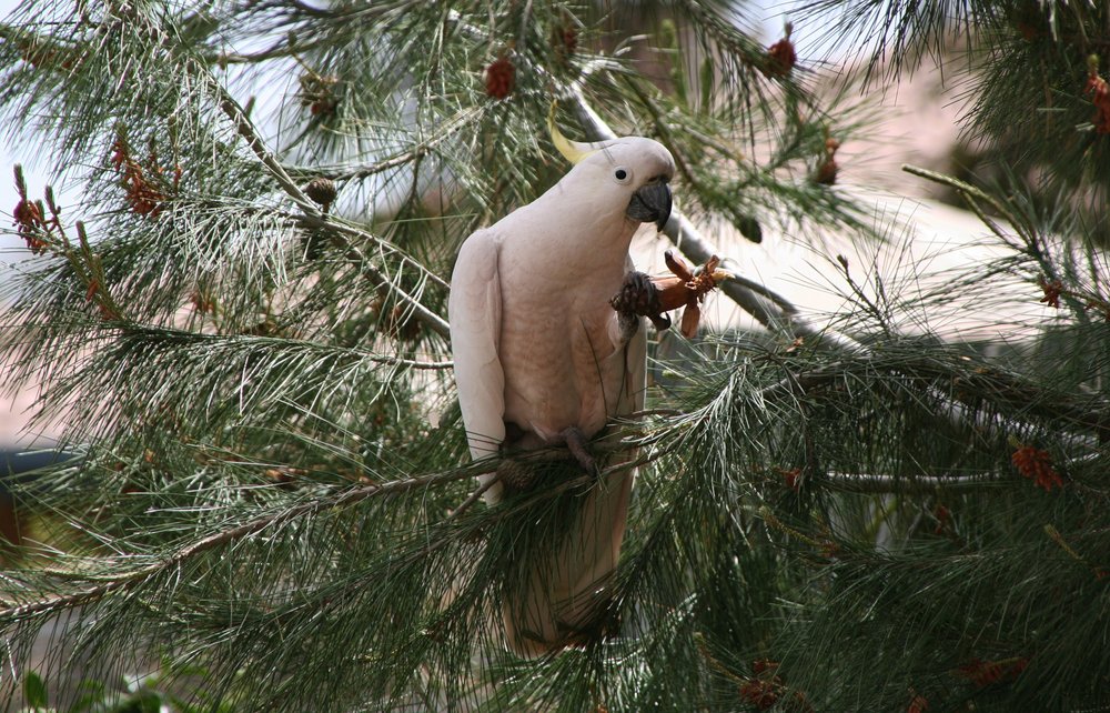 A bird perched among pine branches
