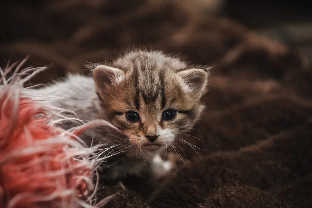Close-up of a small kitten with fluffy fur on a brown blanket next to a red feather toy.
