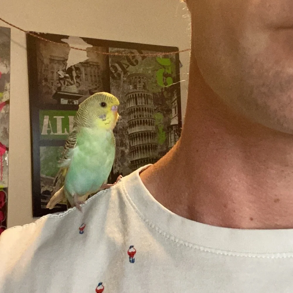 A green and yellow budgie perched on Amos’s shoulder