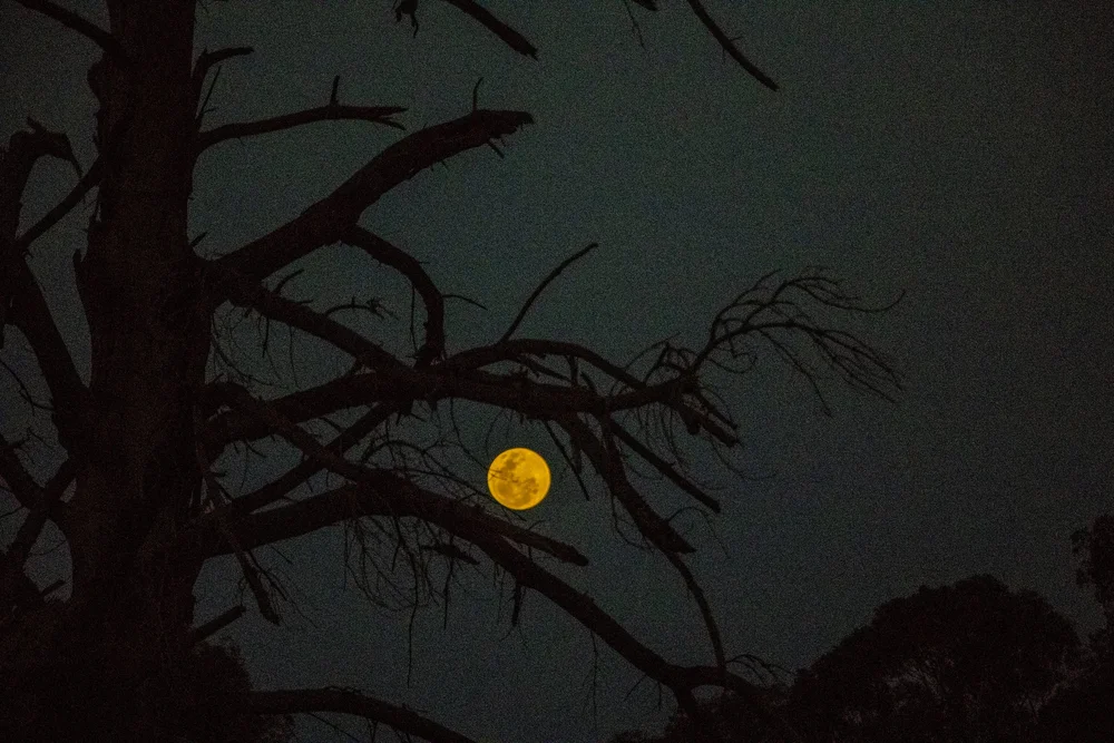 Moonlight through silhouetted branches