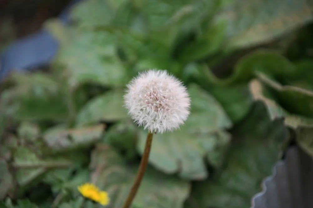 Close-up of a dandelion seed head with fluffy white seeds against green leaves background.