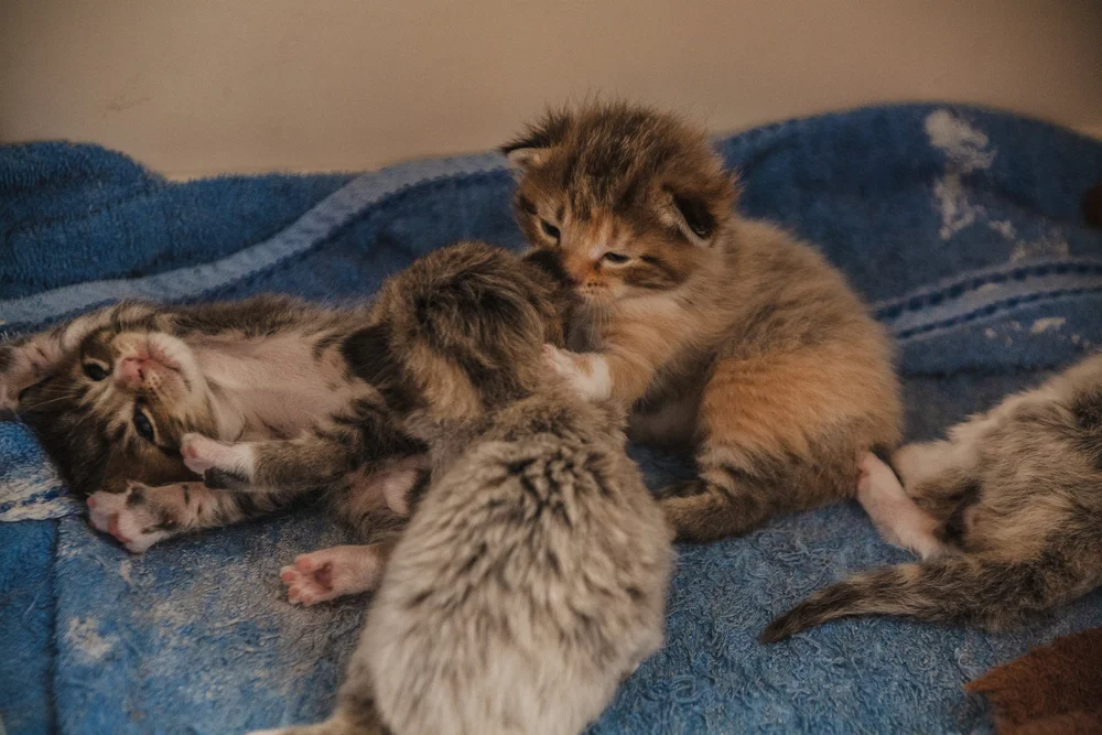Three kittens playing on a blue towel.