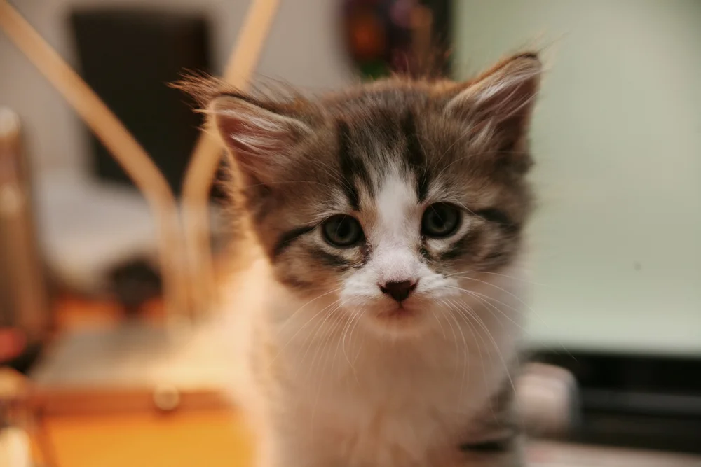 Close-up of a fluffy kitten with mixed brown and white fur, looking directly at the camera with a blurred background.