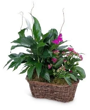 Double Basket Peace Lily