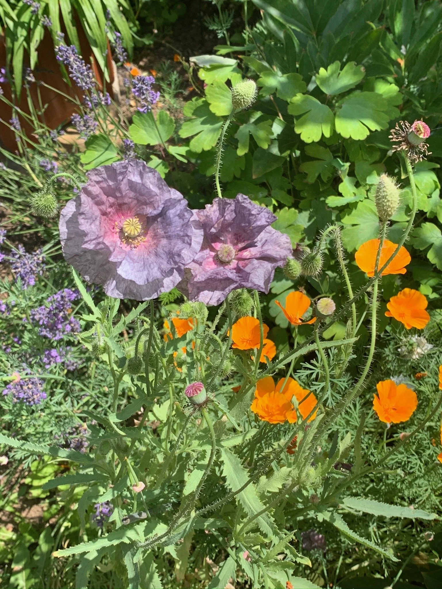 A garden filled with purple, orange, and green flowering plants, including poppies with delicate purple petals, orange poppies with vibrant blooms, and various green leaves.