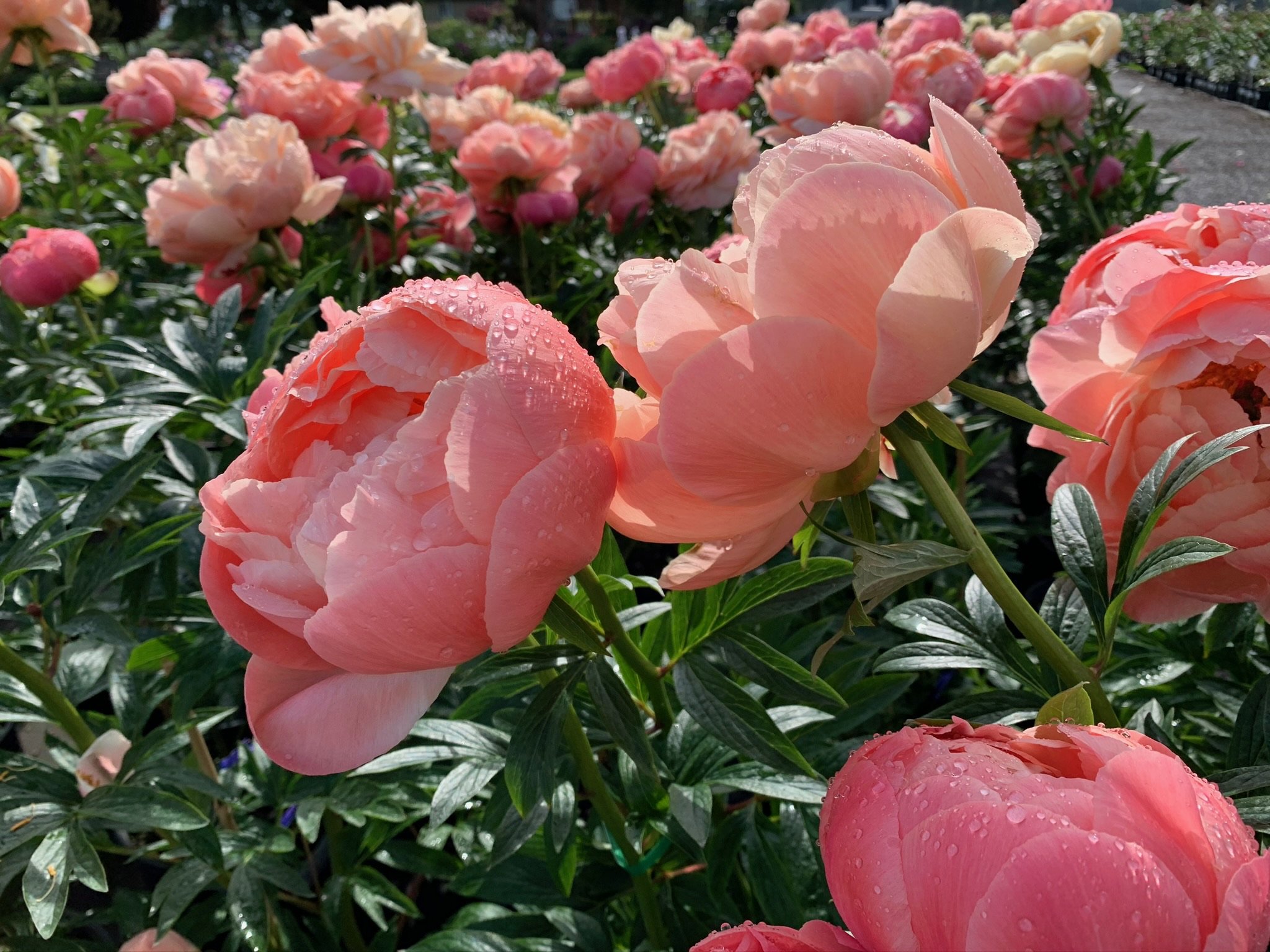 The Language of Peonies: Nature's Symbol of Prosperity & Romance