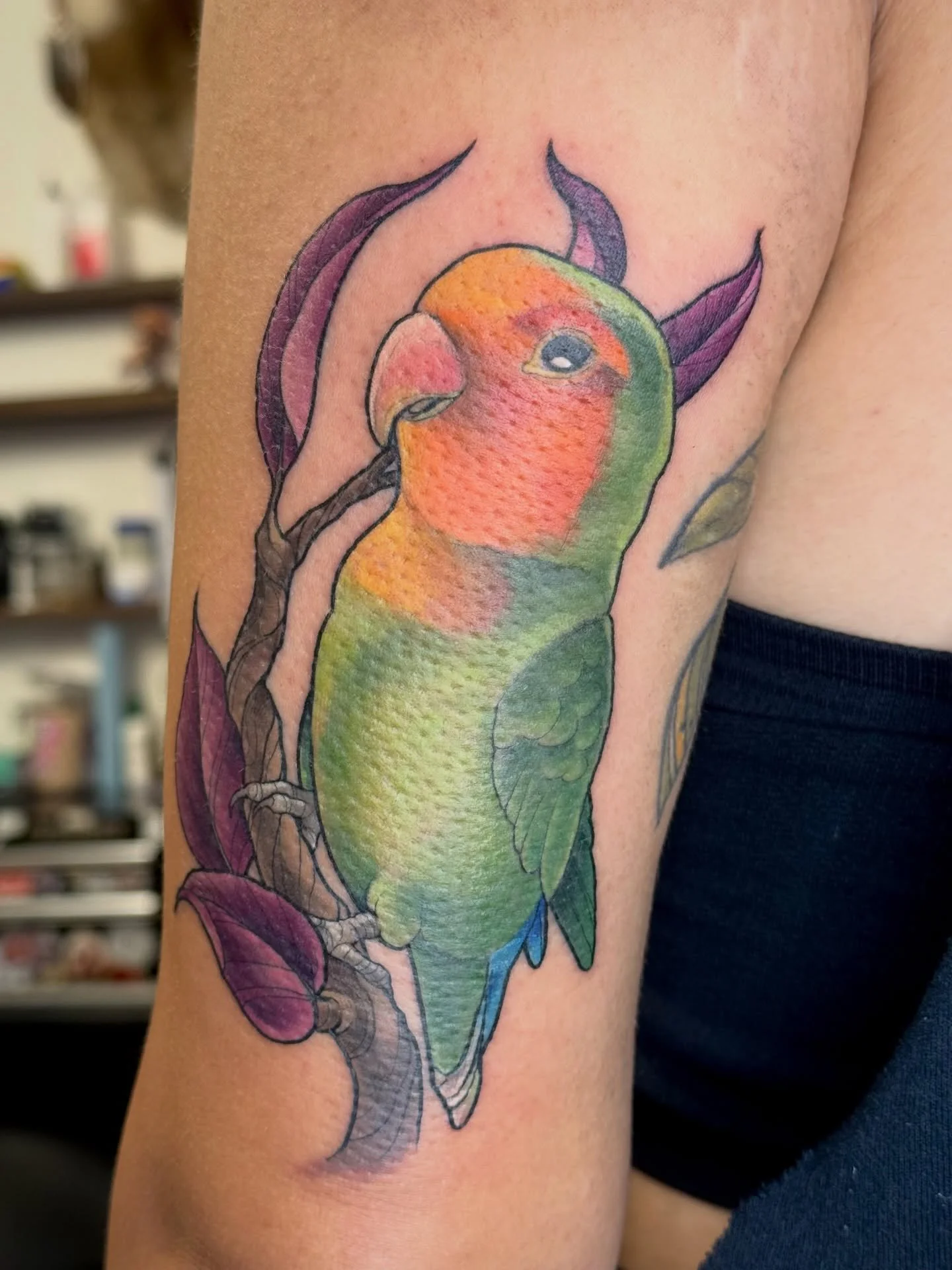 Last tattoo of 2025, a little lovebird named Blue 💙🩵 thanks Christina!
.
.
.
.
#ladytattooers #tattoosnob #lovebirdtattoo #phoenixtattooartist #phoenixaz