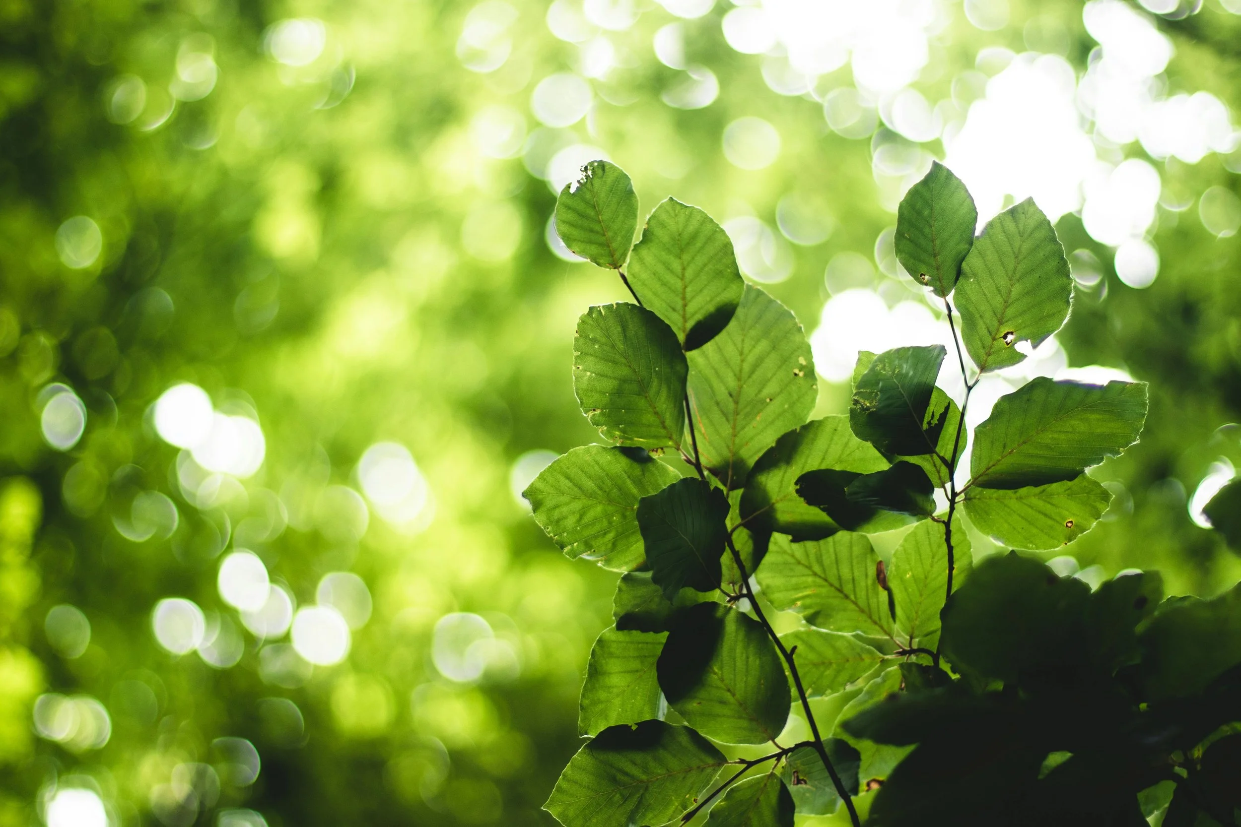 Isaiah 55 Study: What Lasting Joy Feels Like