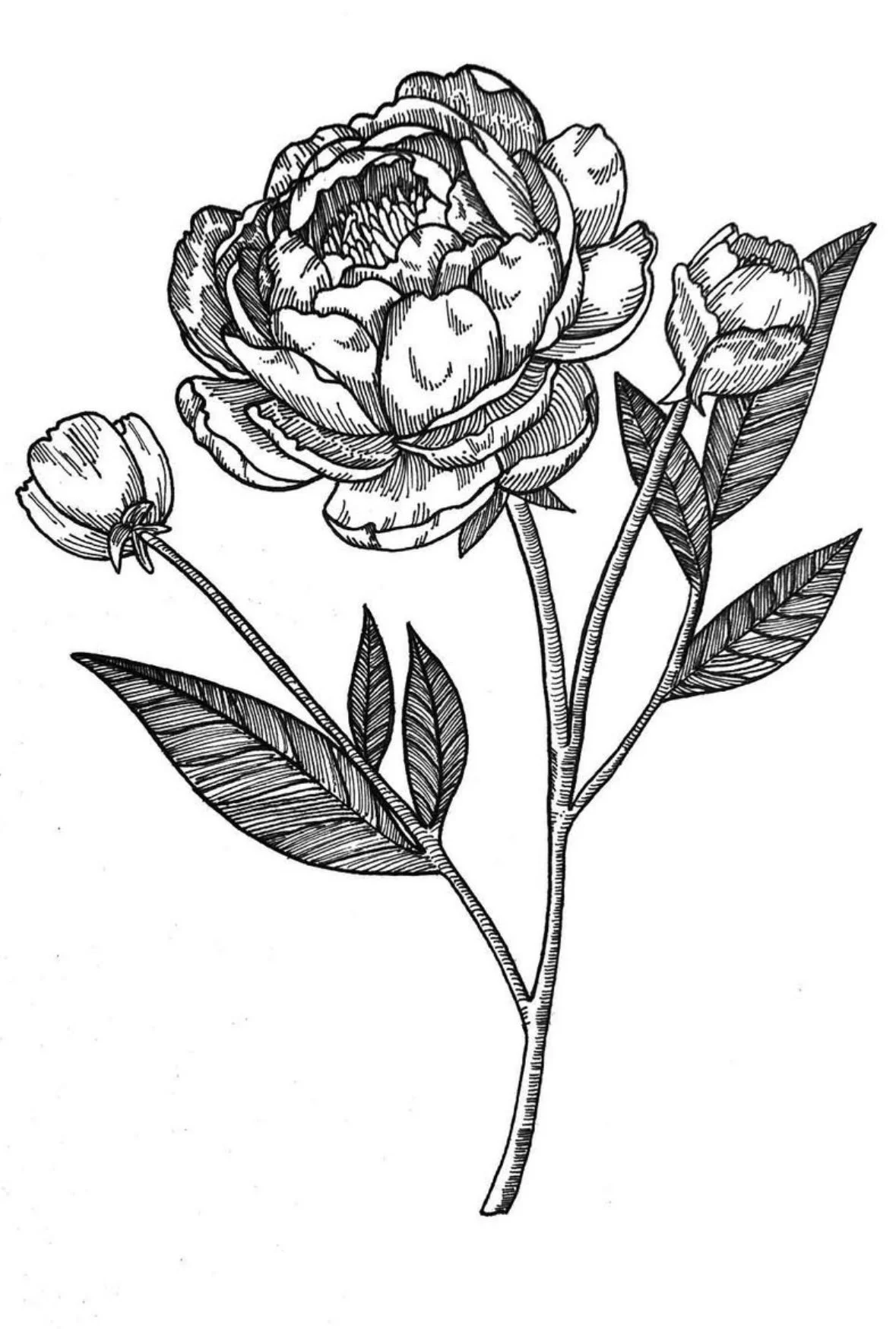 black and white peony with 2 buds on each side drawn with pen and ink.