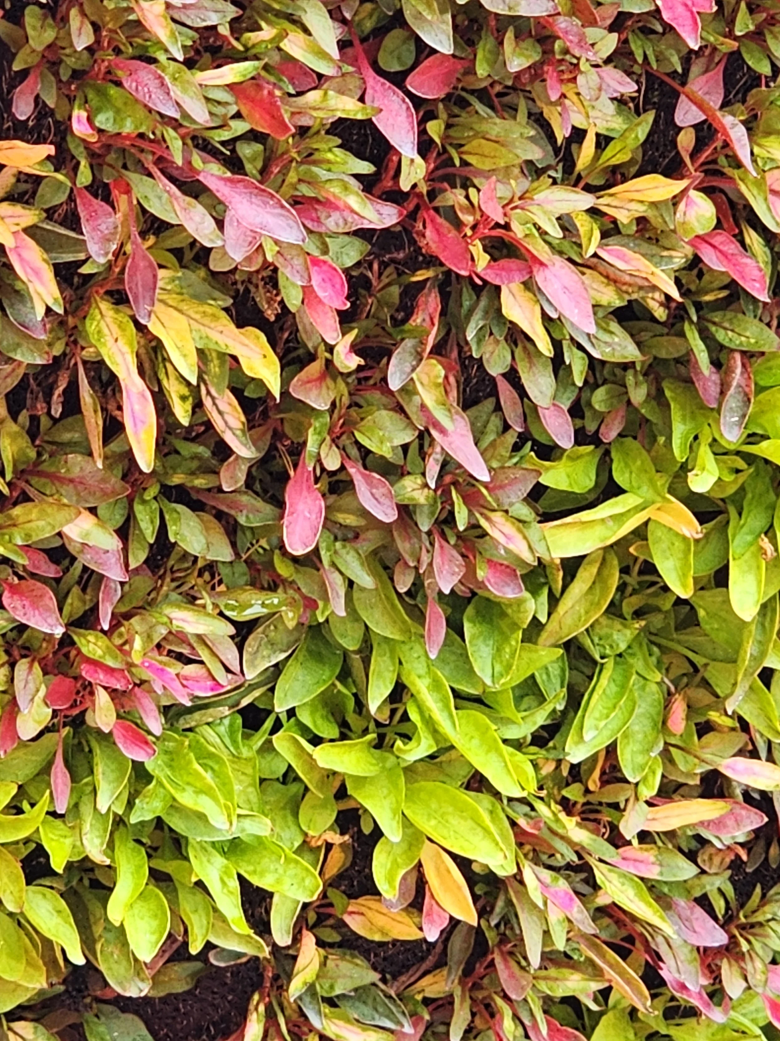 greens