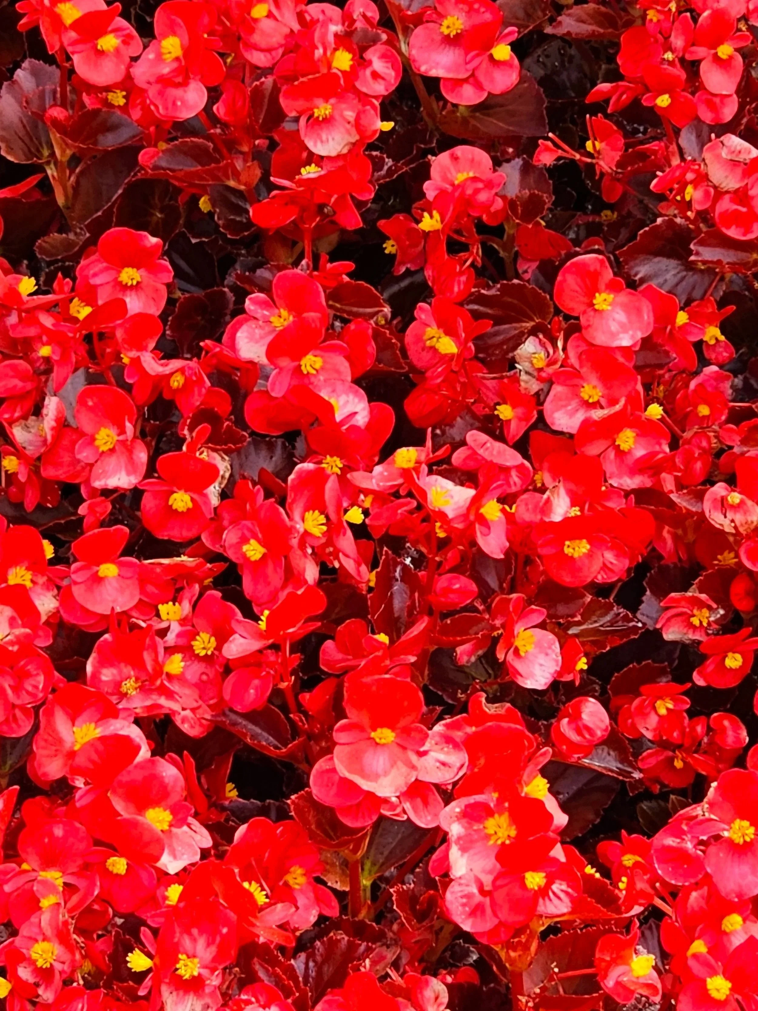 red flowers
