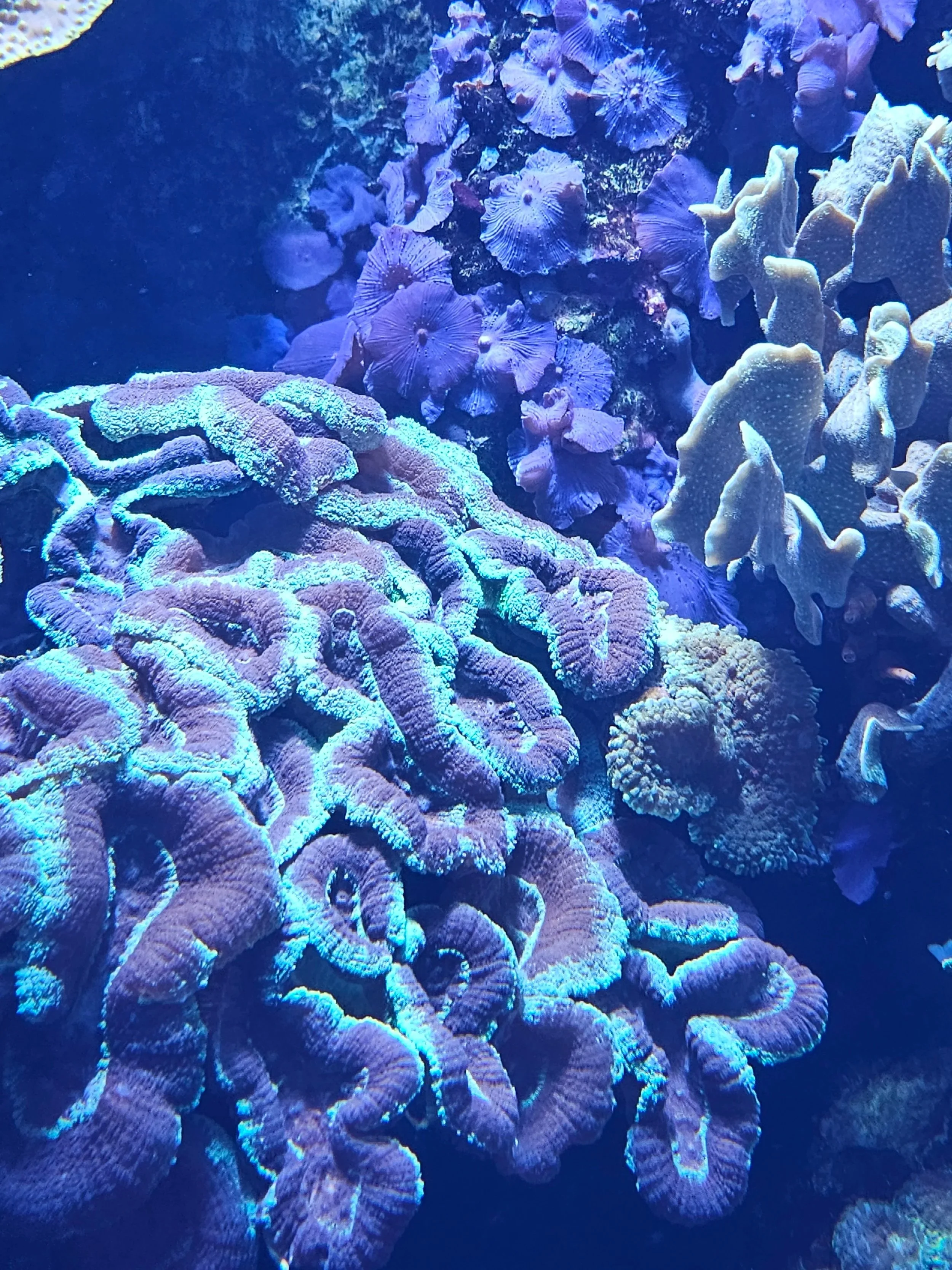 Coral 1