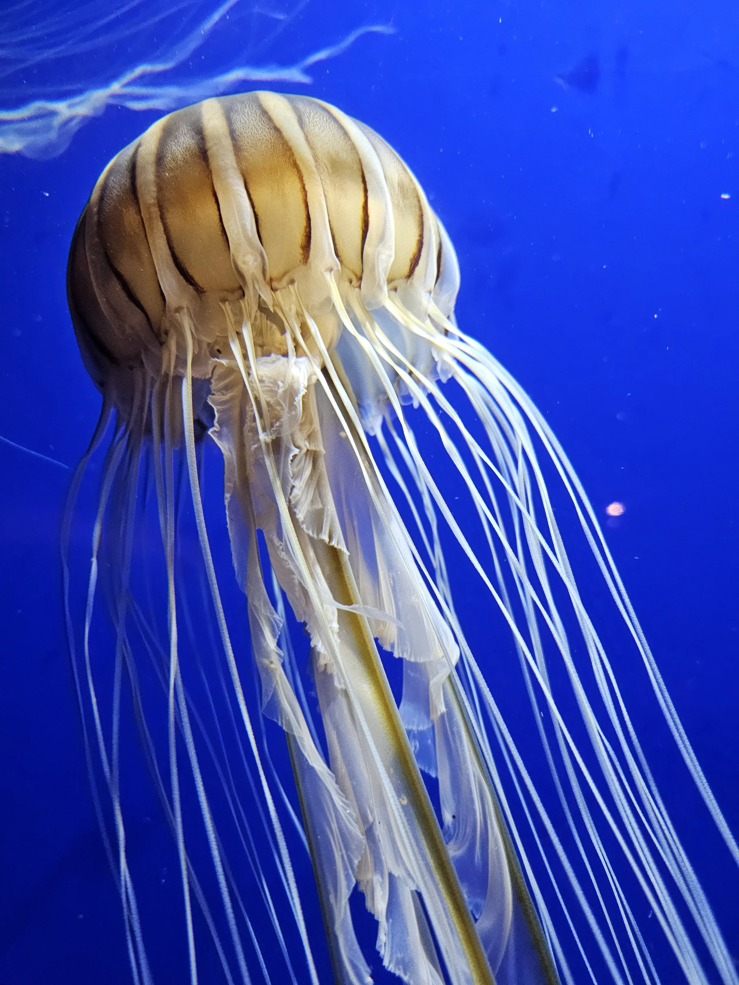 jellyfish on a blue background