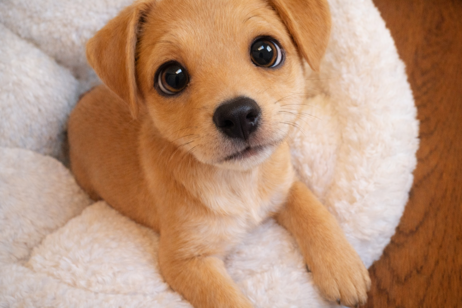 A puppy in a bed looking up slightly edited