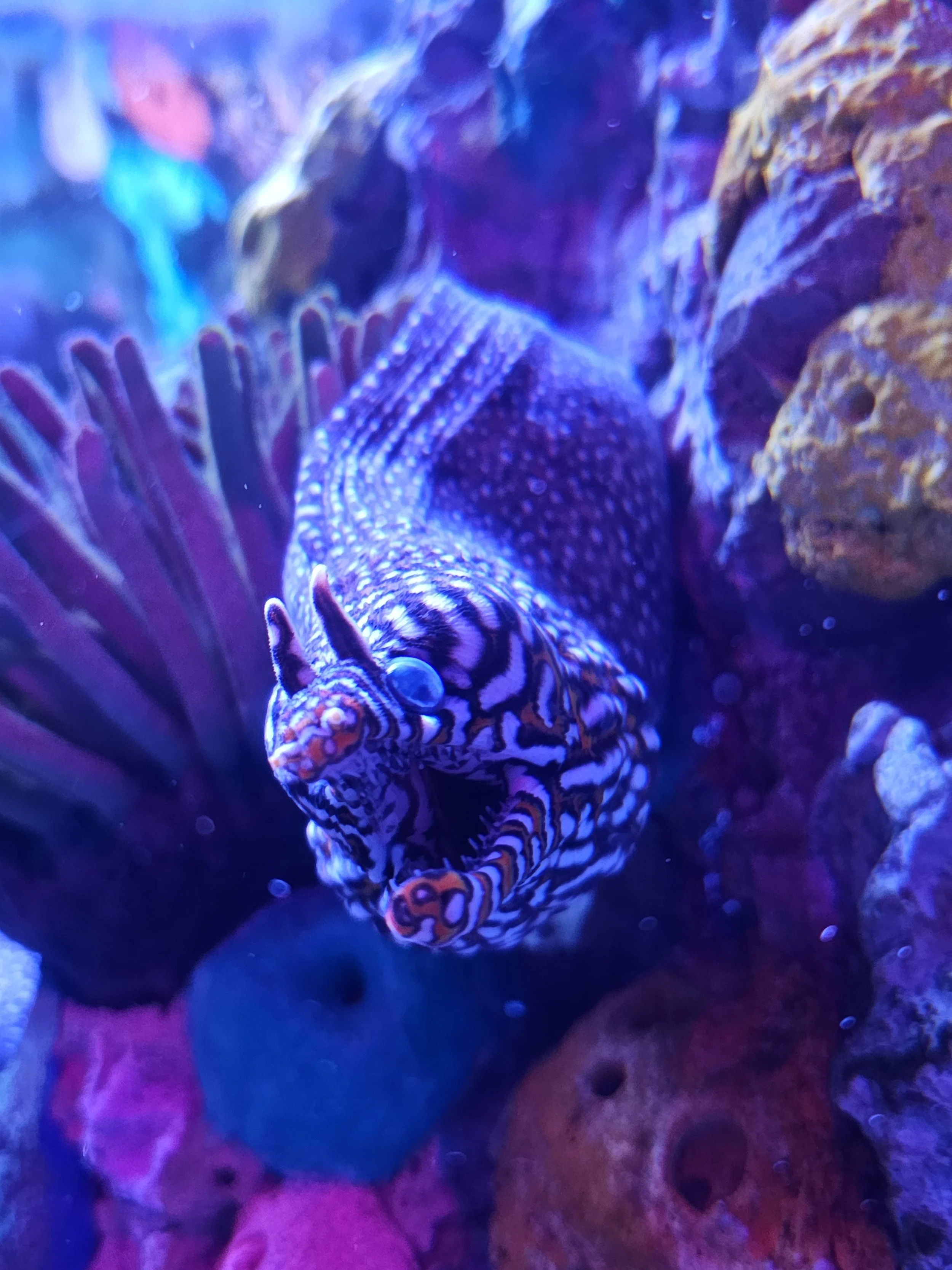 an eel