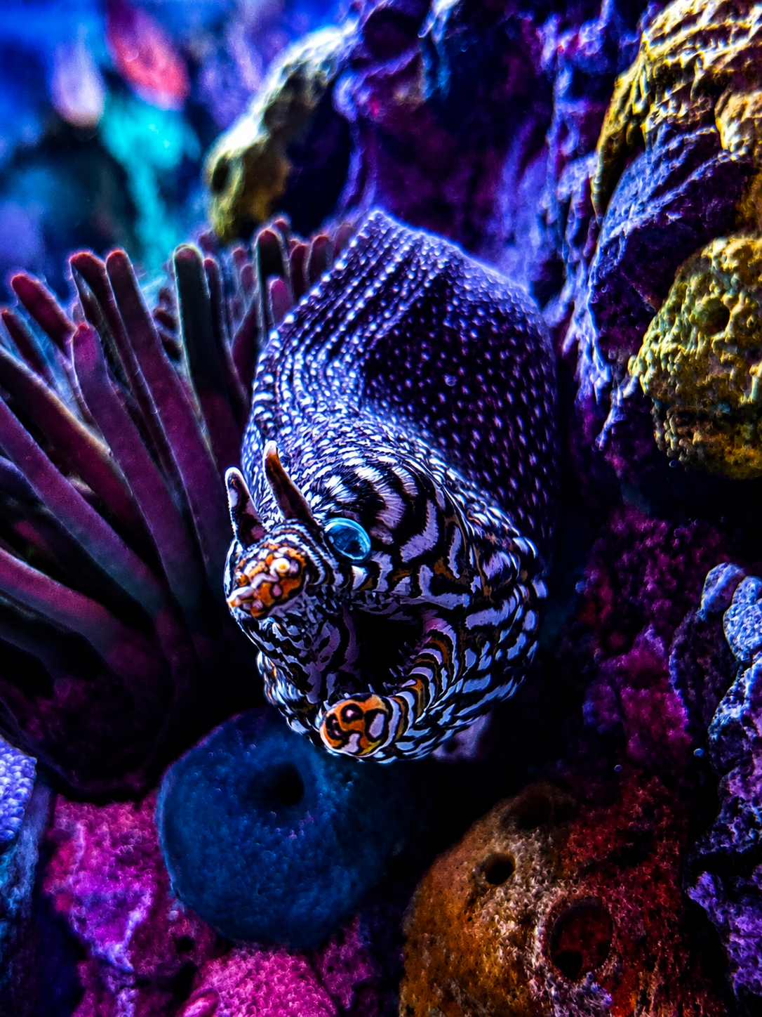 an eel with enhanced colors