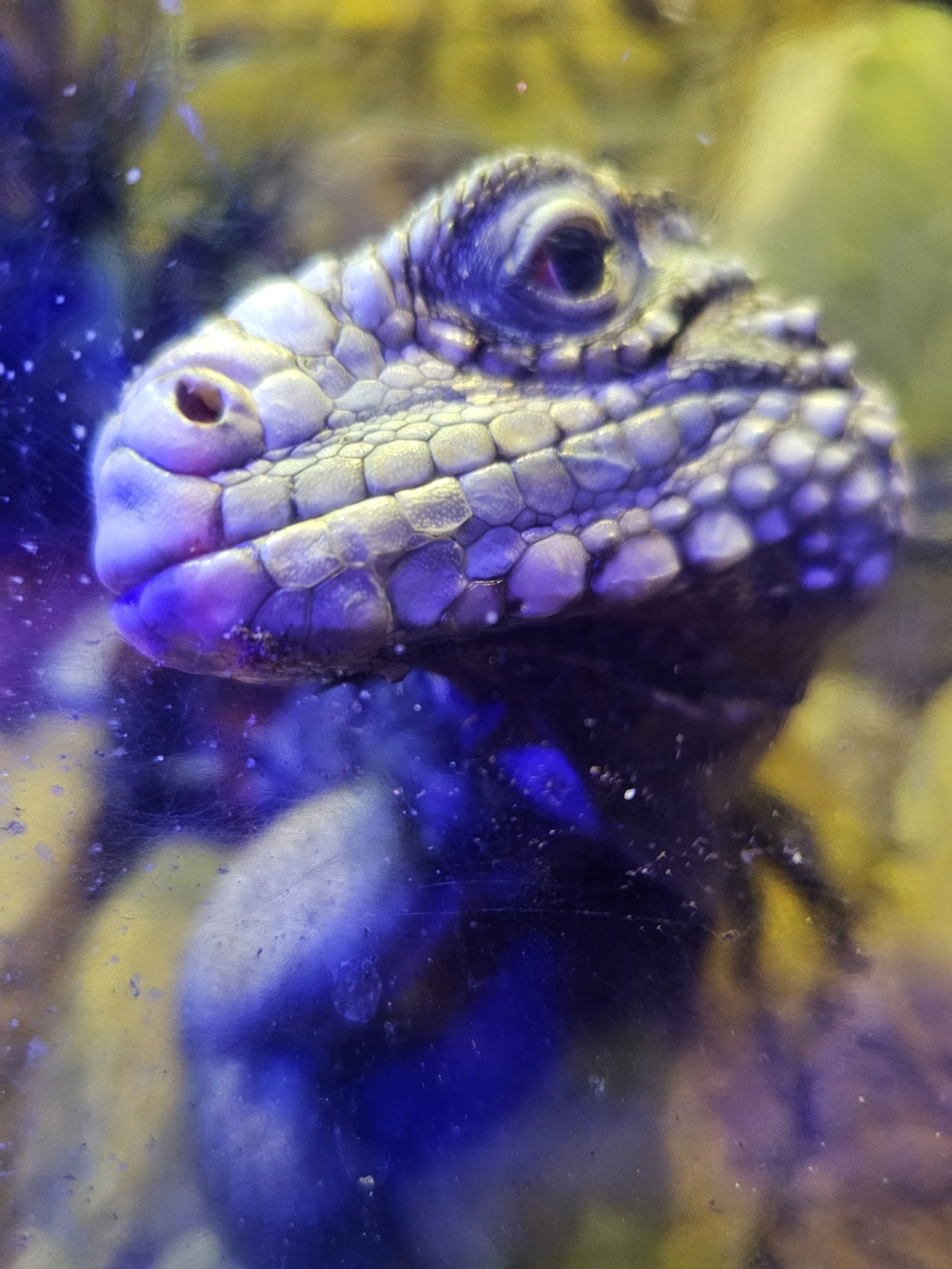 a lizard