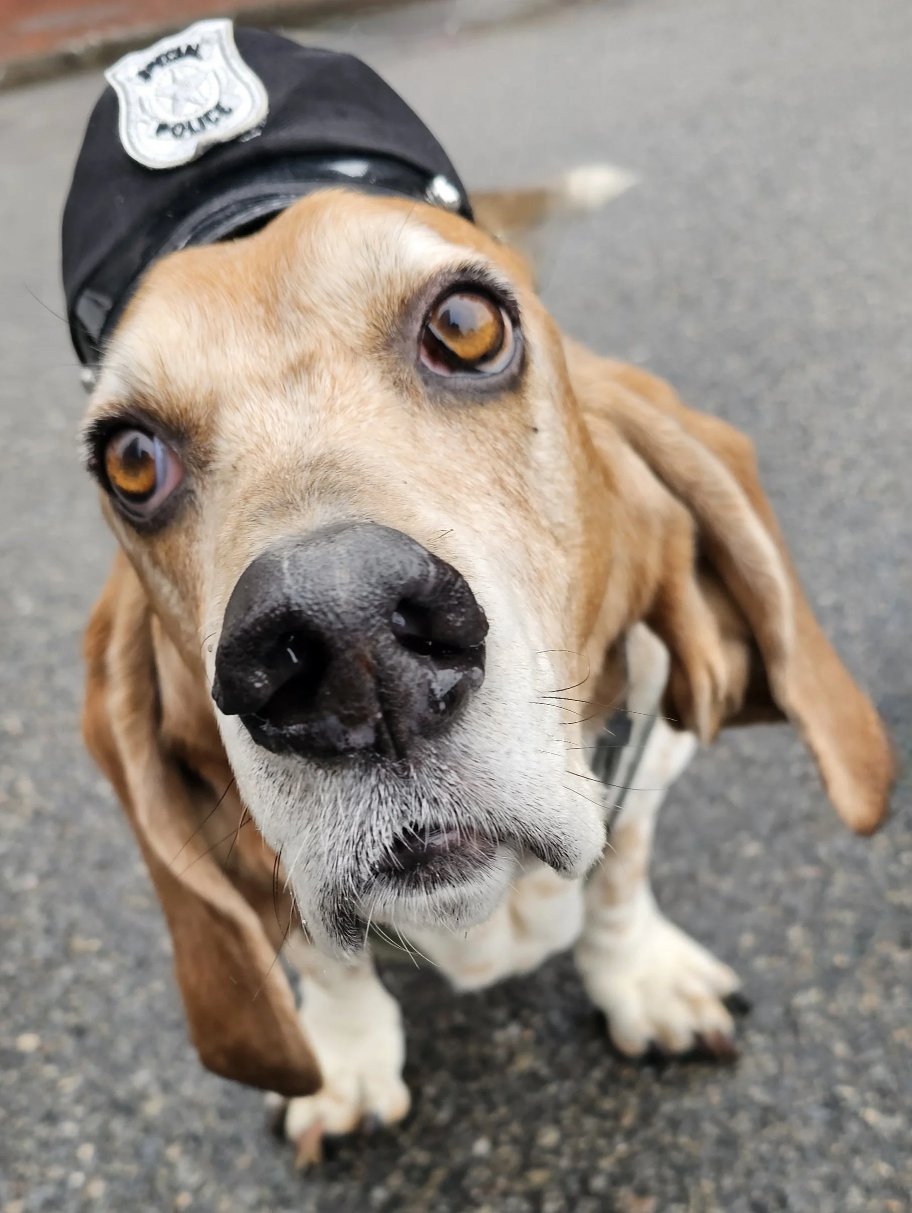 A small dog with a police hat