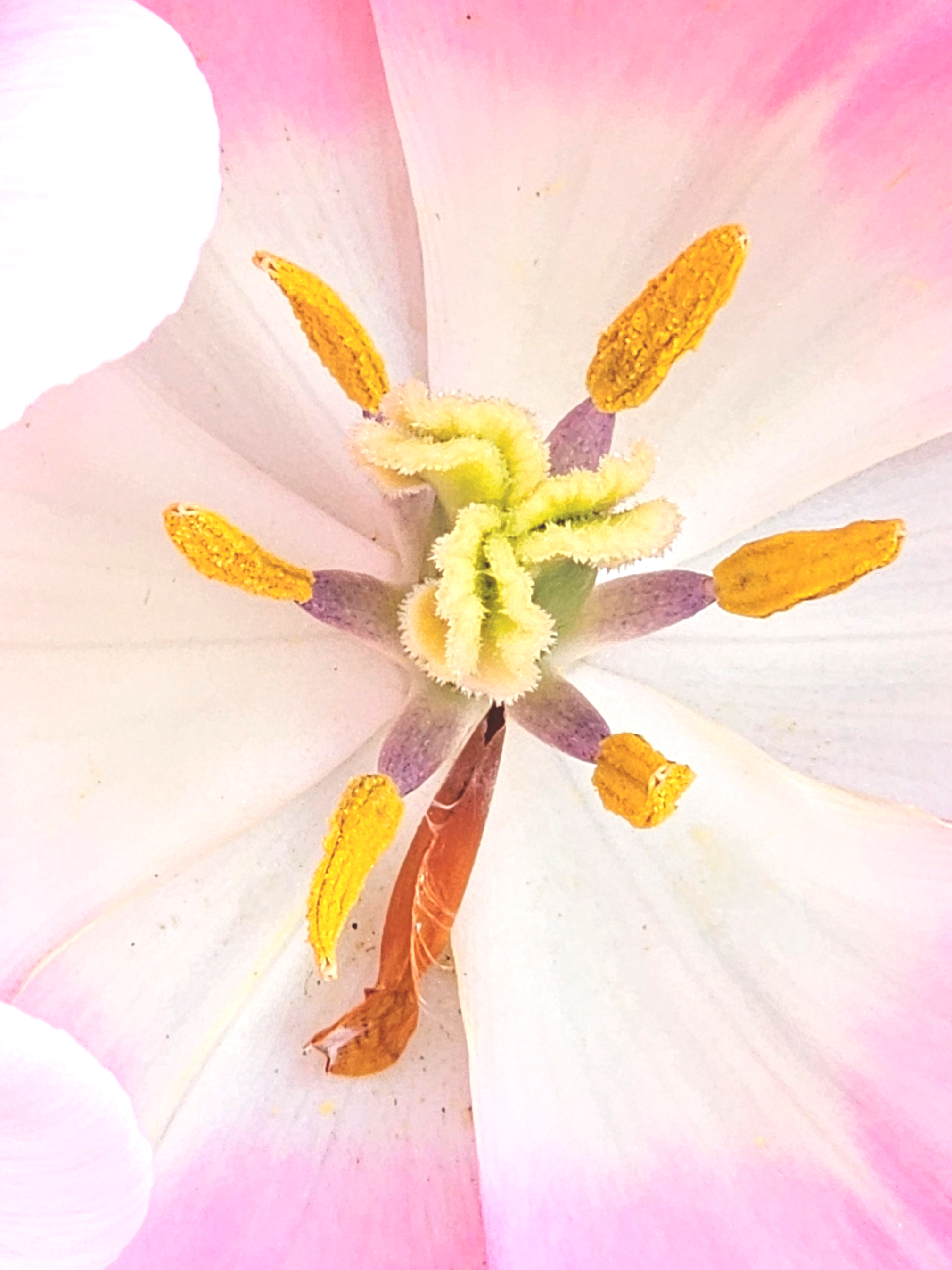 close up of flower center