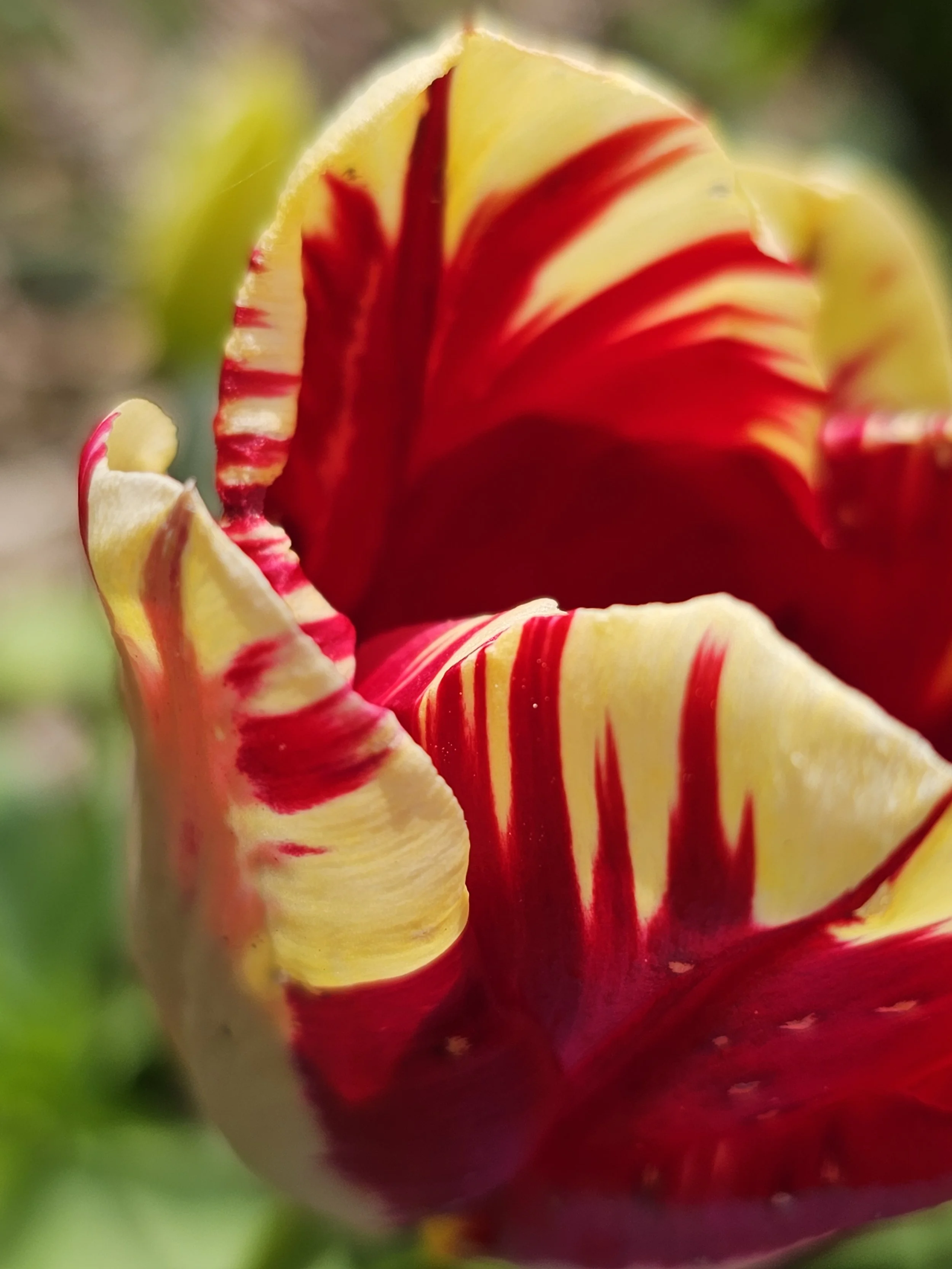 close up of flower petal
