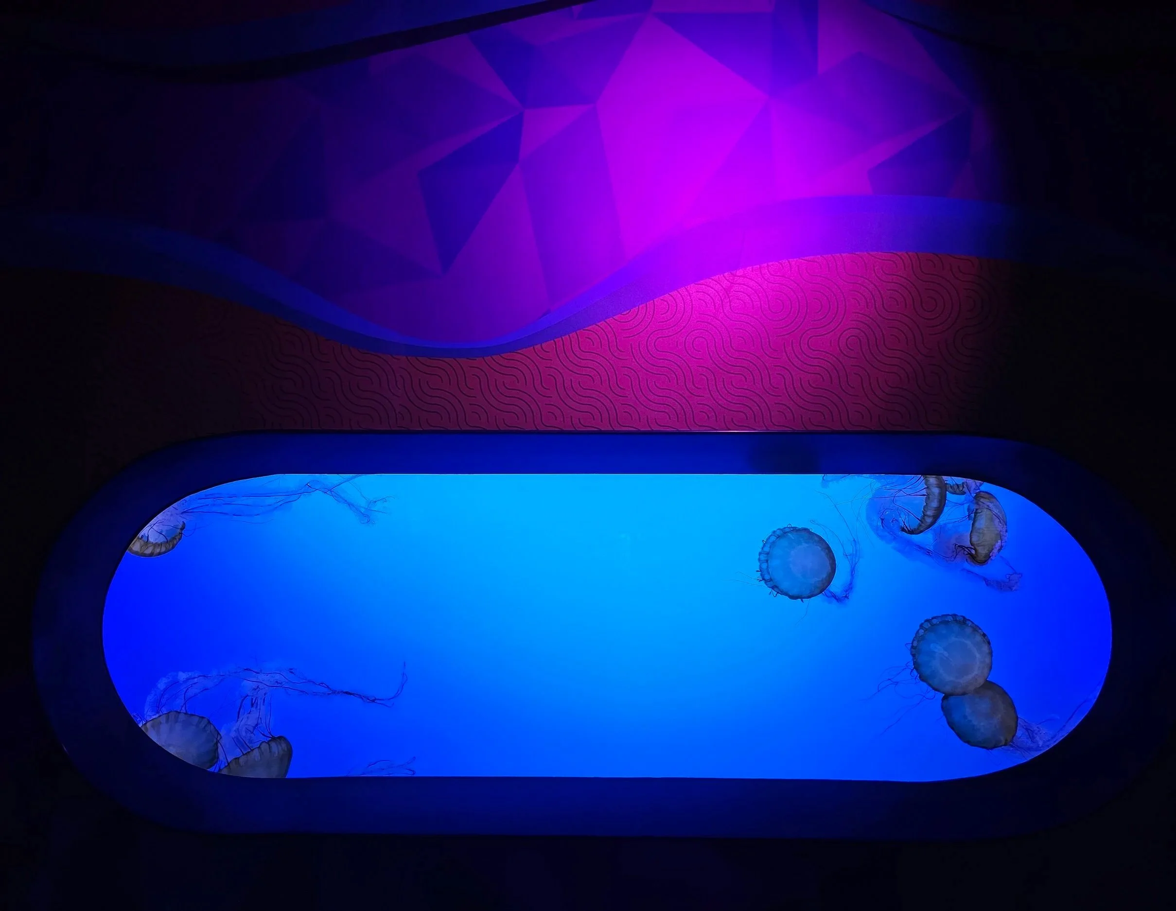a jellyfish aquarium with blue and pink lighting