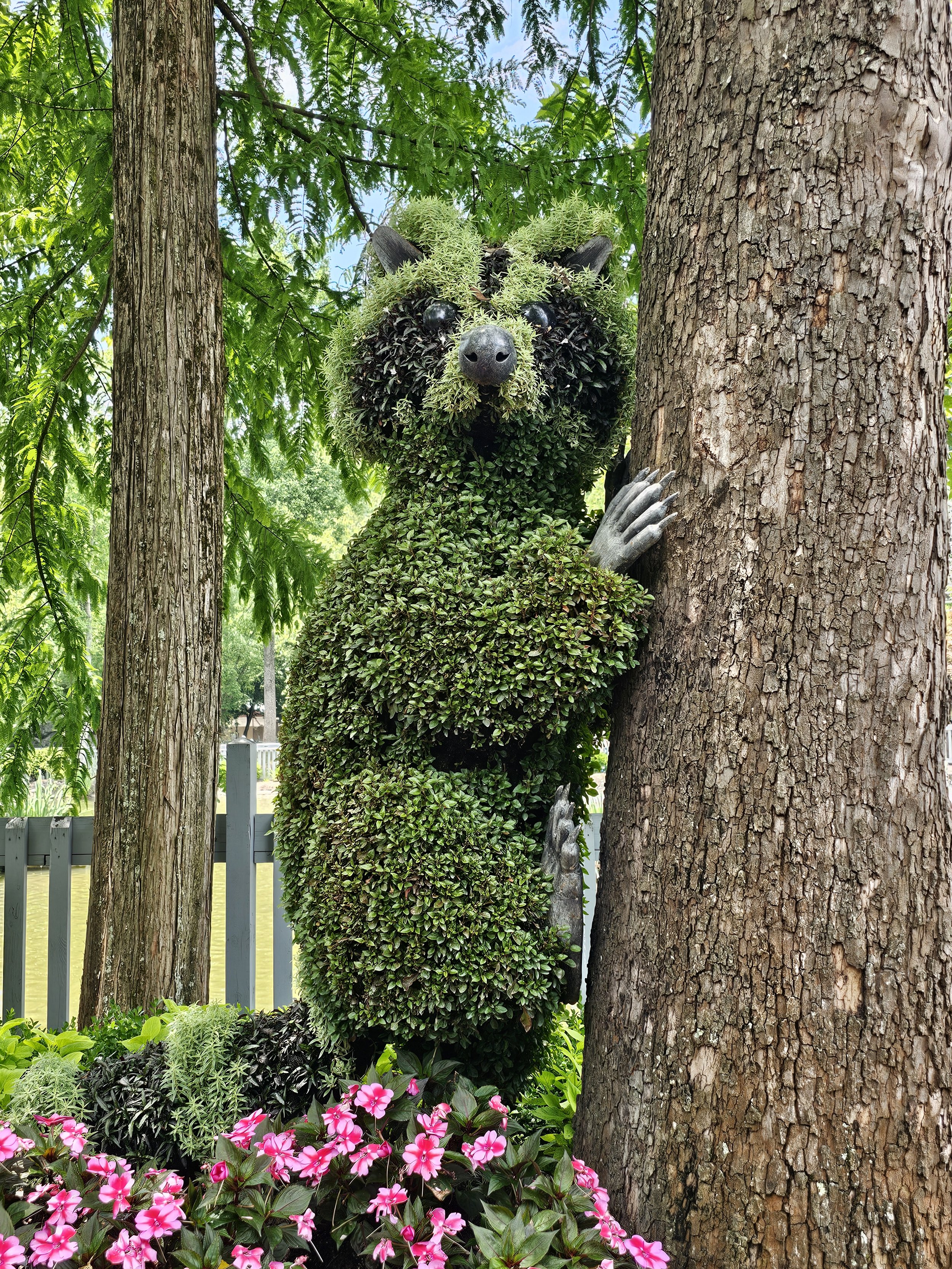 racoon topiary by a tree