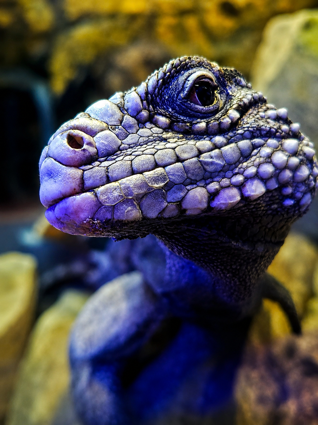 a lizard with the glare and spots om the glass removed