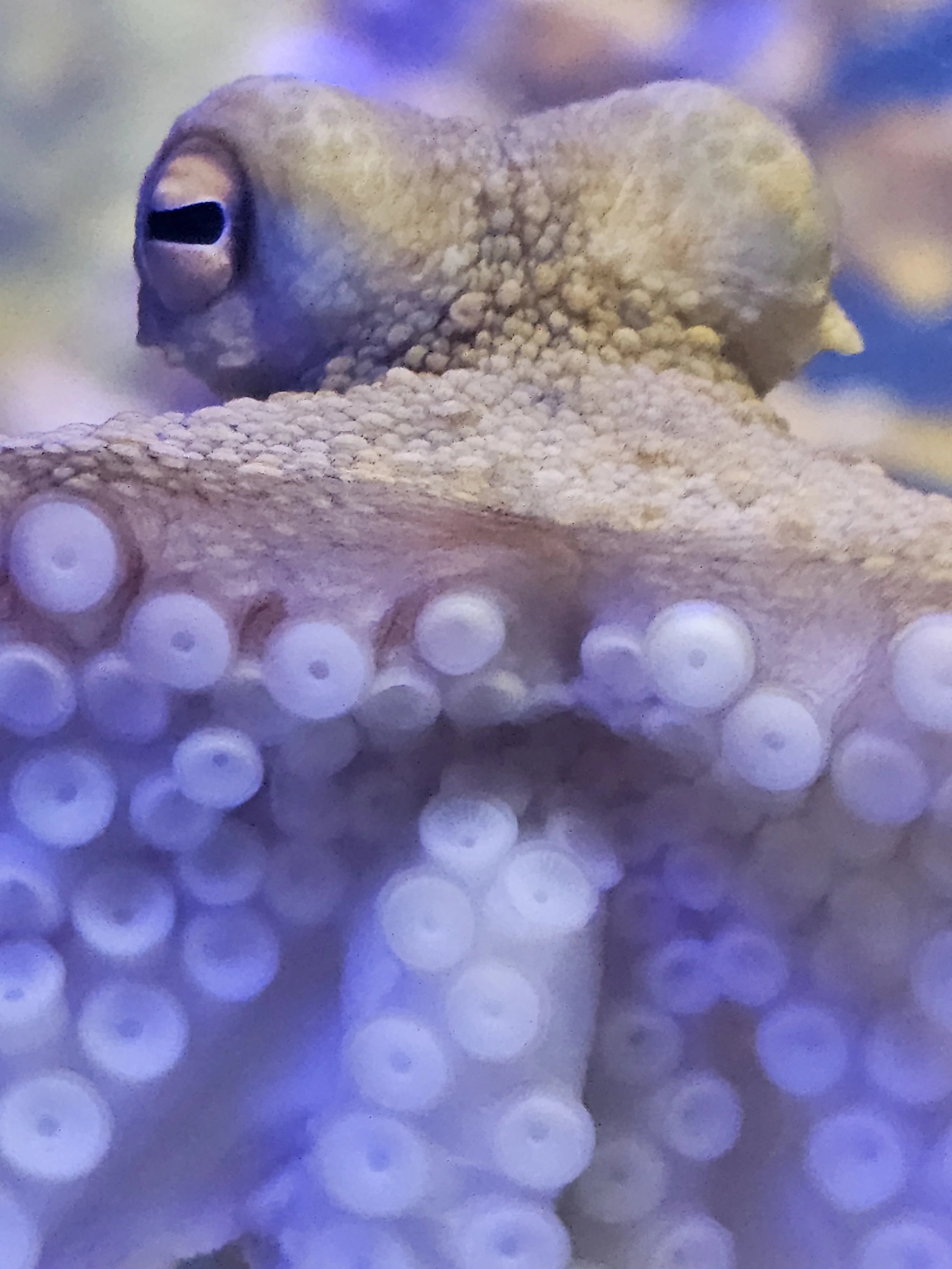 an octopus