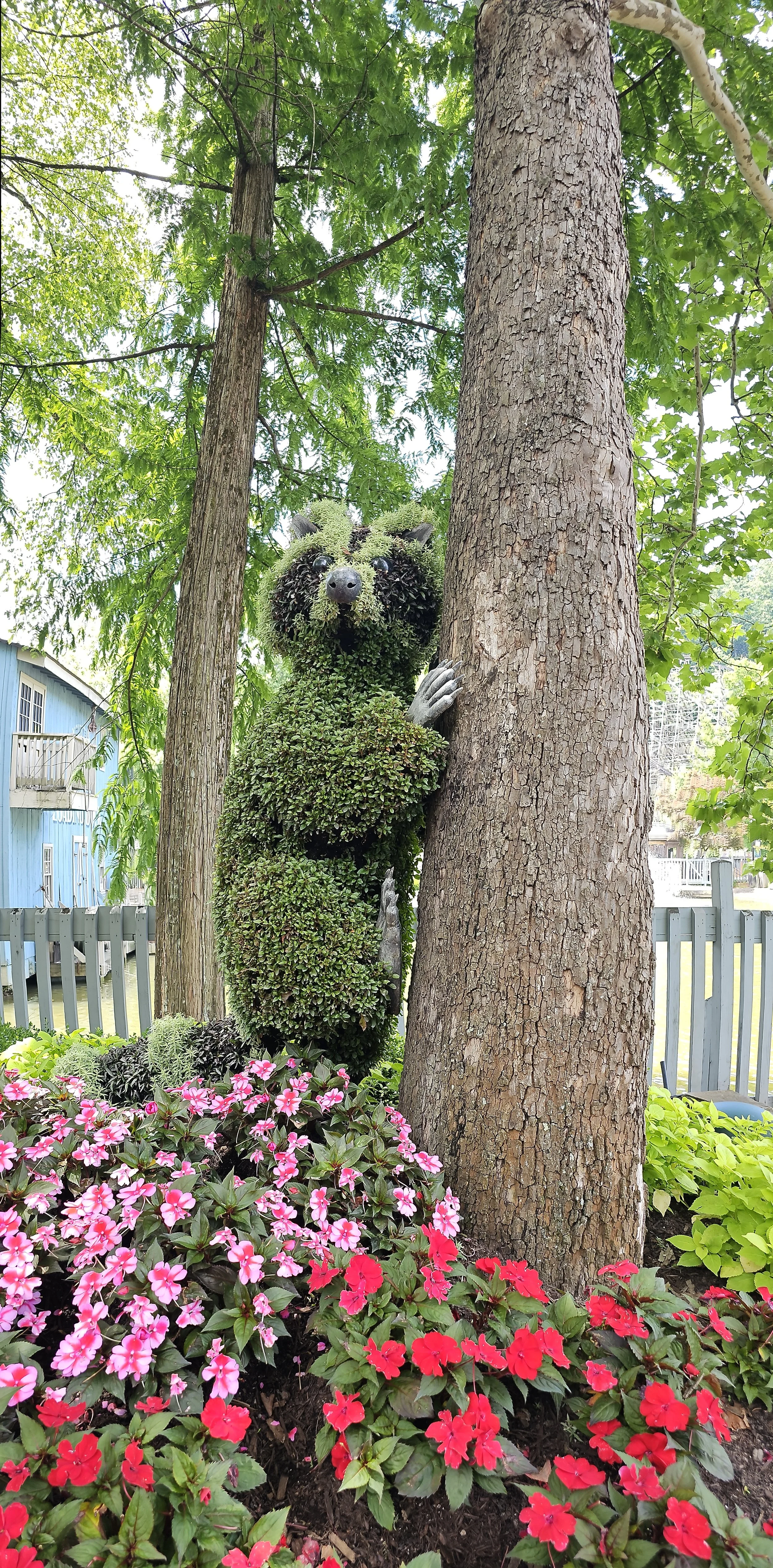 racoon topiary captured with a vertical panoramic