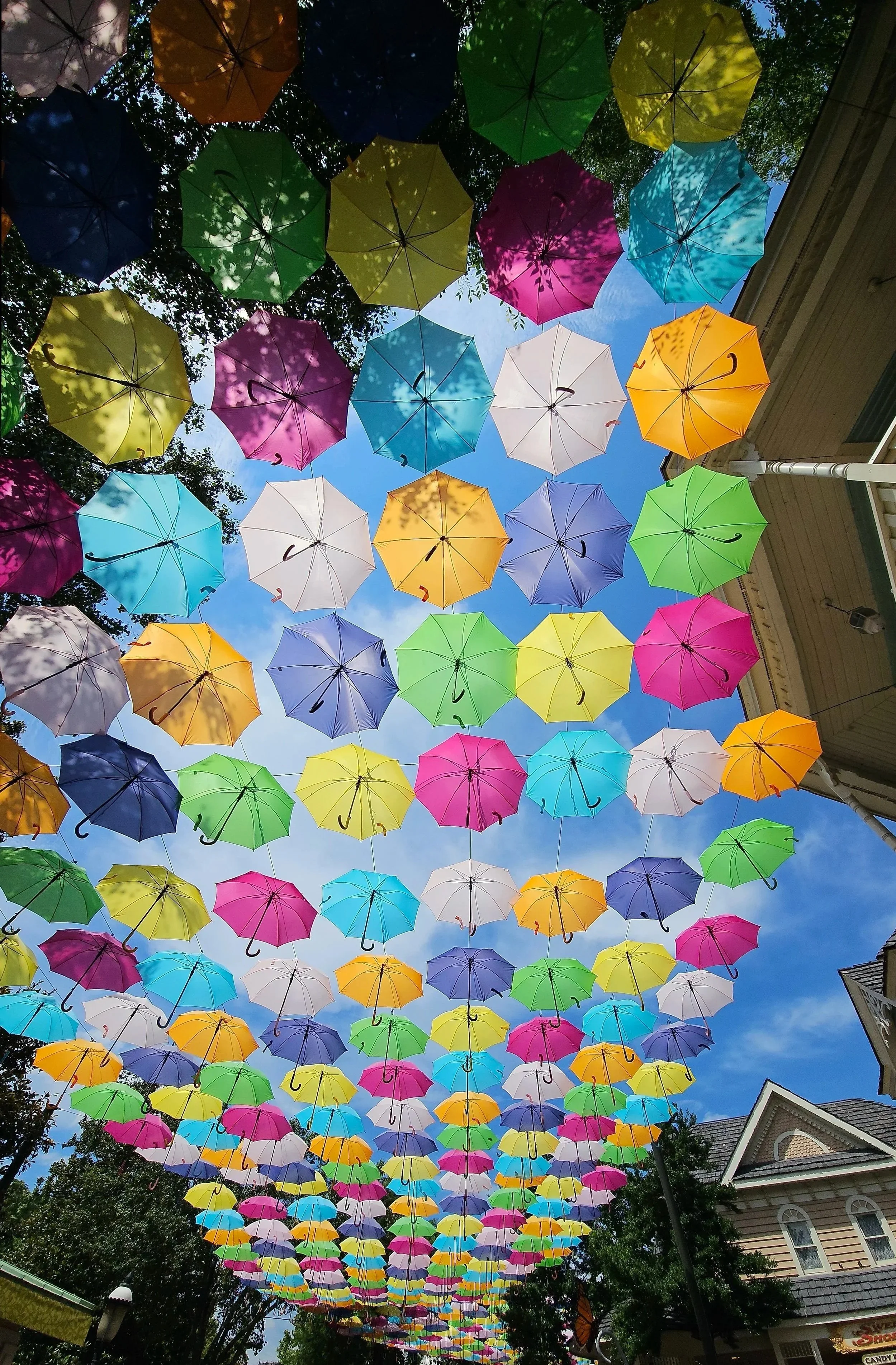 vertical panoramic of the umbrellas