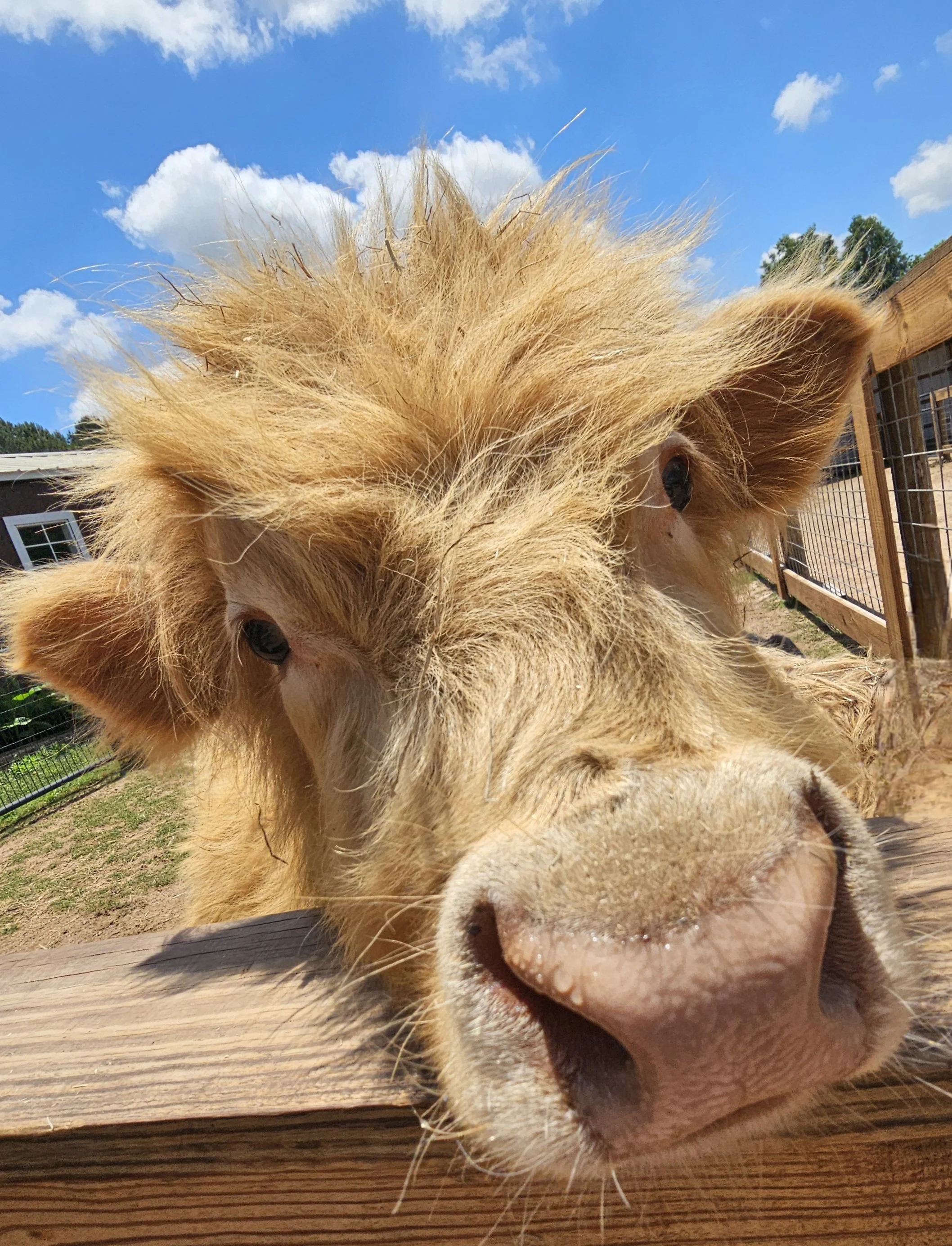 a highland cow