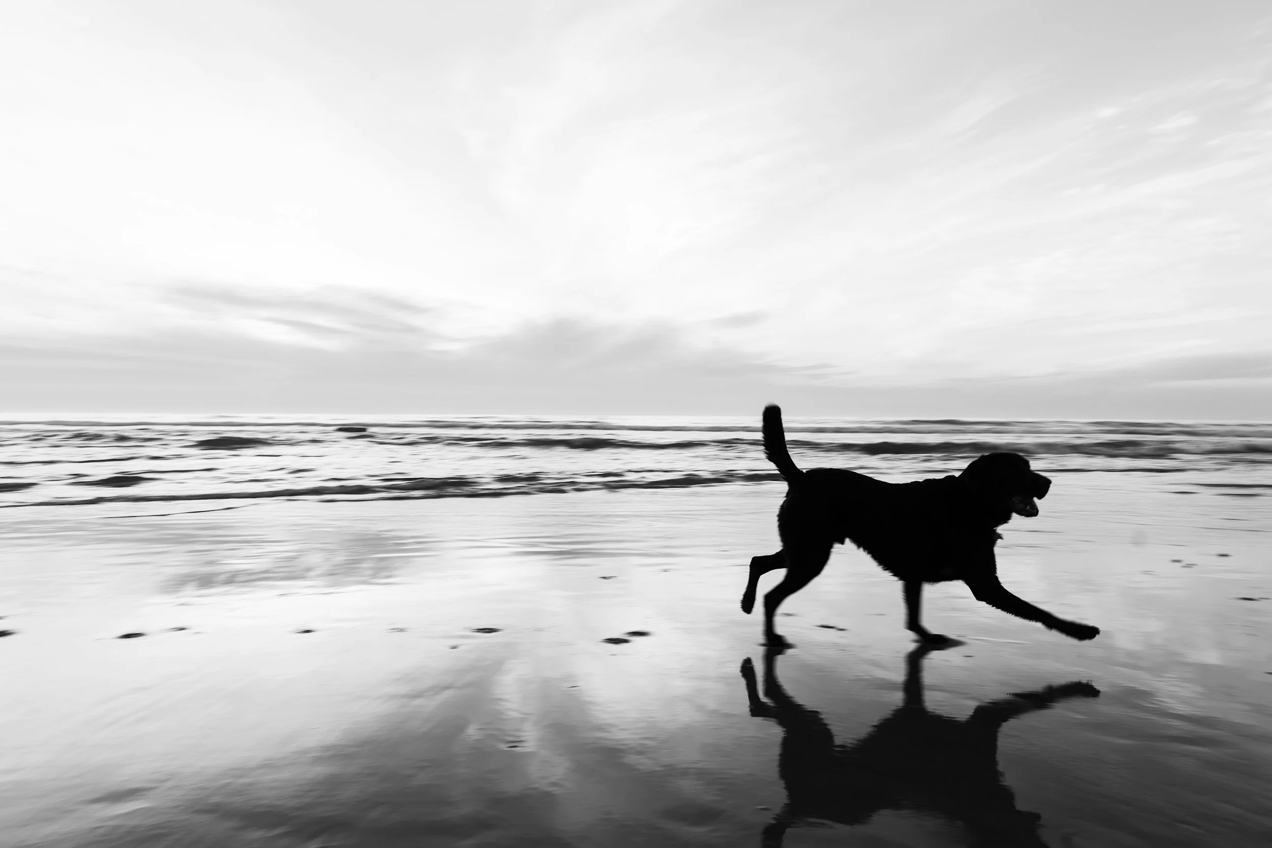 Dog Training in Burleigh Heads: Building better dogs on the gold coast.